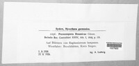 Peronospora brassicae image